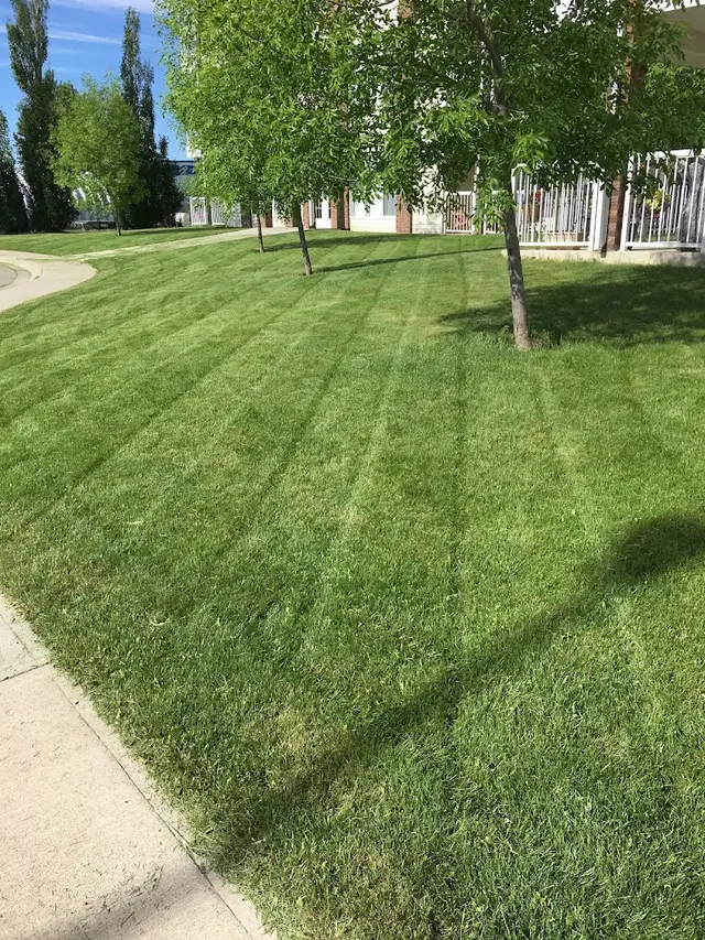 Professional sod installation and tree planting services in Chestermere - creating lush lawns and mature landscapes for residential properties